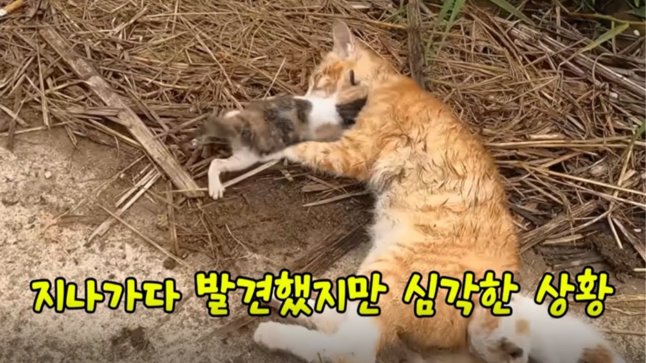 74e9f505b78a1af2239d87934e9c701e056231925543b7aaeeece59d58f2e942a88ef04d300c8fcd53efc915ad05d27d552bb256