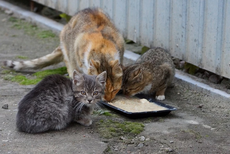 Butus / shutterstock.com