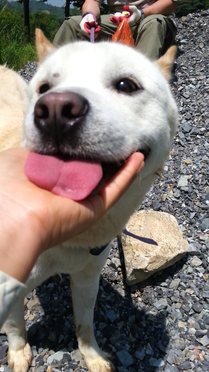 내일 (5월 31일) 안락사 예정 대형견들 (입양자를 찾습니다) | 인스티즈