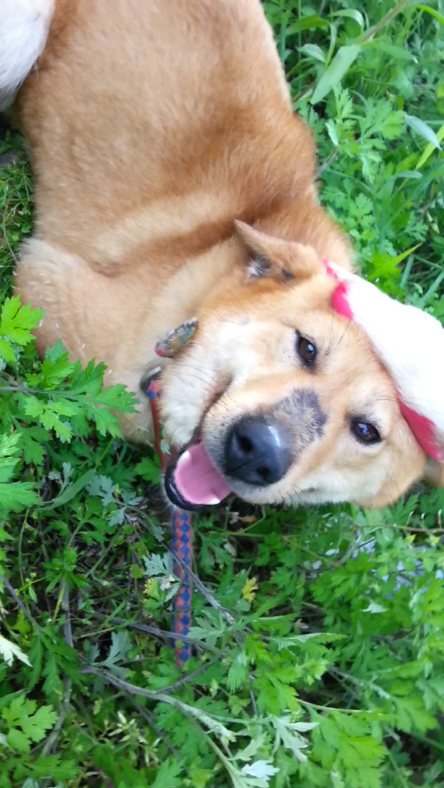 내일 (5월 31일) 안락사 예정 대형견들 (입양자를 찾습니다) | 인스티즈