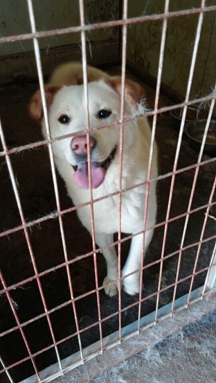 내일 (5월 31일) 안락사 예정 대형견들 (입양자를 찾습니다) | 인스티즈