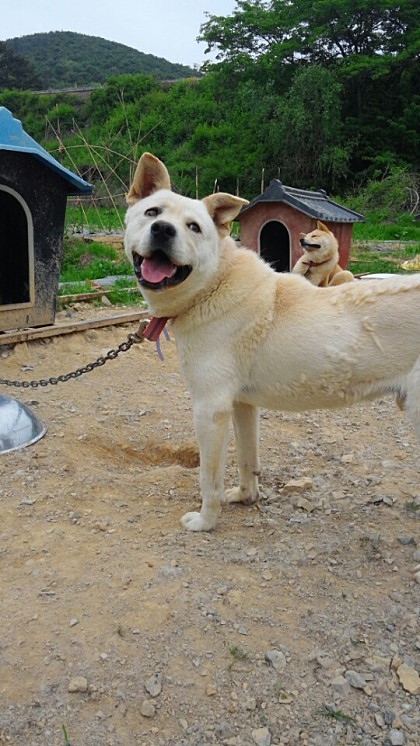 내일 (5월 31일) 안락사 예정 대형견들 (입양자를 찾습니다) | 인스티즈