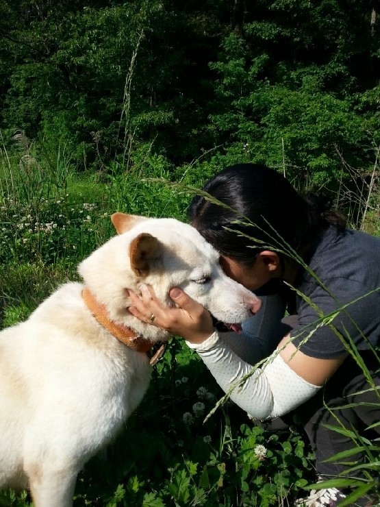 내일 (5월 31일) 안락사 예정 대형견들 (입양자를 찾습니다) | 인스티즈