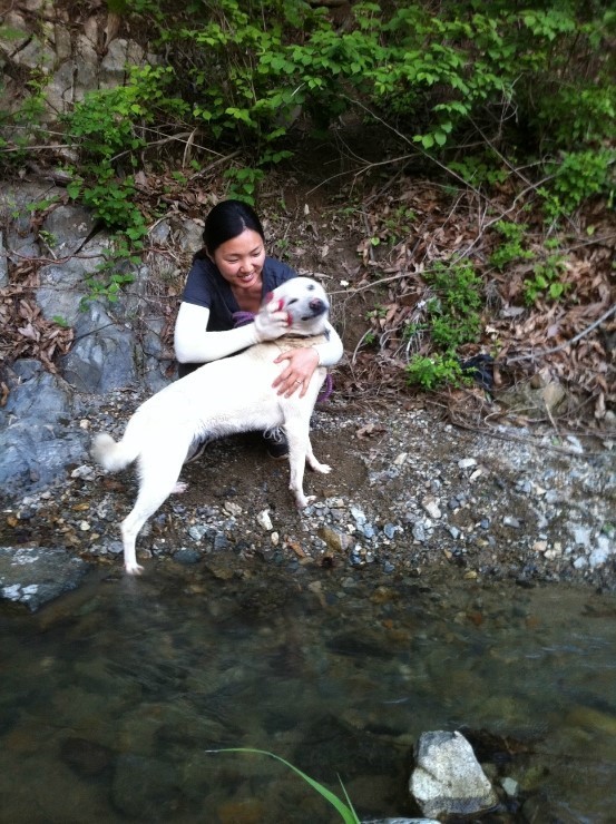 내일 (5월 31일) 안락사 예정 대형견들 (입양자를 찾습니다) | 인스티즈