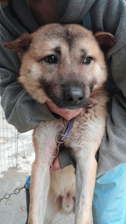 내일 (5월 31일) 안락사 예정 대형견들 (입양자를 찾습니다) | 인스티즈