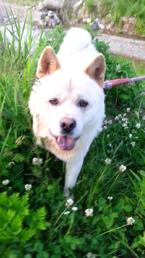 내일 (5월 31일) 안락사 예정 대형견들 (입양자를 찾습니다) | 인스티즈