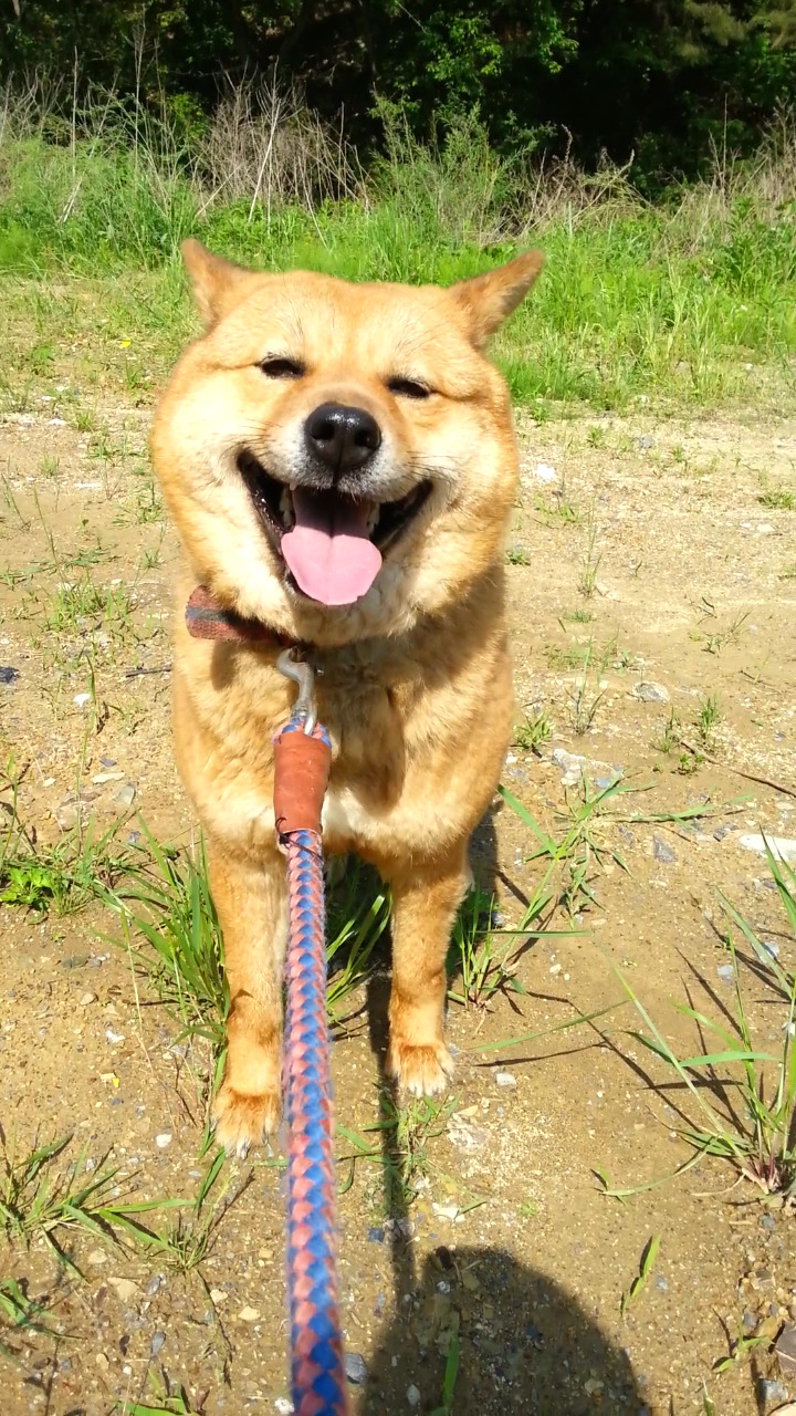 내일 (5월 31일) 안락사 예정 대형견들 (입양자를 찾습니다) | 인스티즈