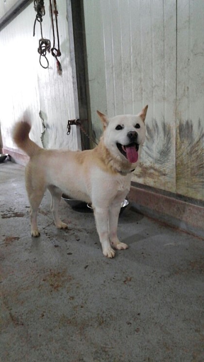 내일 (5월 31일) 안락사 예정 대형견들 (입양자를 찾습니다) | 인스티즈