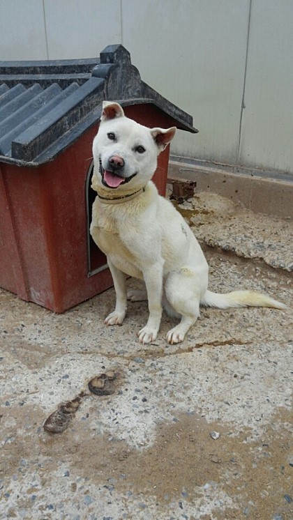 내일 (5월 31일) 안락사 예정 대형견들 (입양자를 찾습니다) | 인스티즈