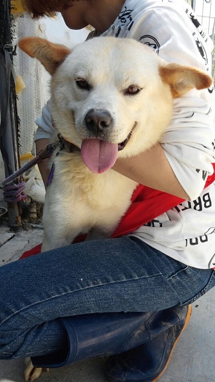 내일 (5월 31일) 안락사 예정 대형견들 (입양자를 찾습니다) | 인스티즈