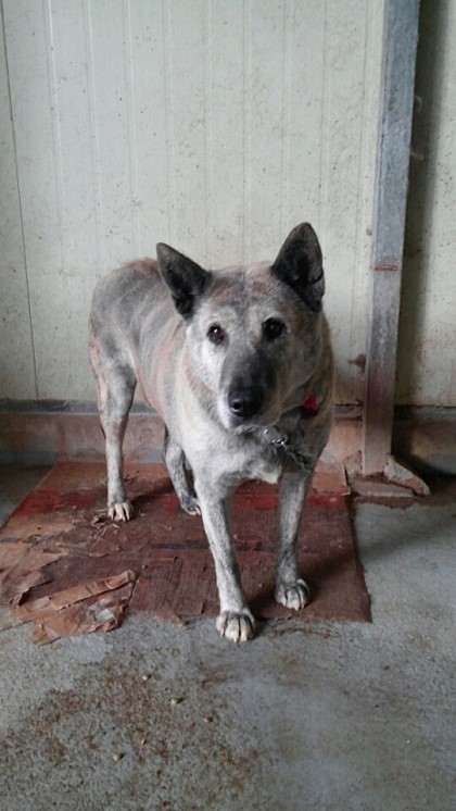 내일 (5월 31일) 안락사 예정 대형견들 (입양자를 찾습니다) | 인스티즈