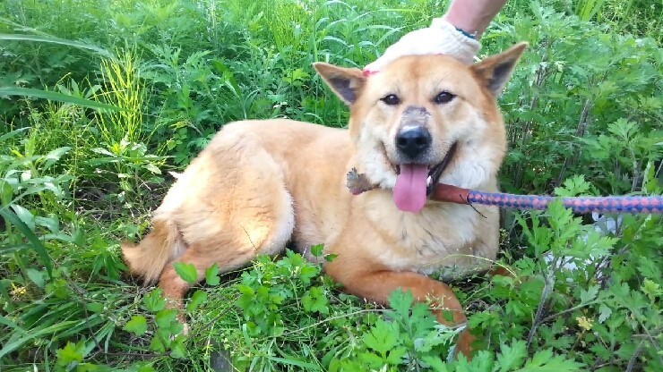 내일 (5월 31일) 안락사 예정 대형견들 (입양자를 찾습니다) | 인스티즈