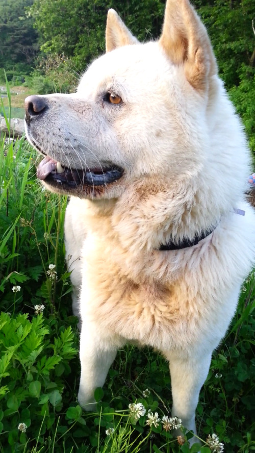 내일 (5월 31일) 안락사 예정 대형견들 (입양자를 찾습니다) | 인스티즈