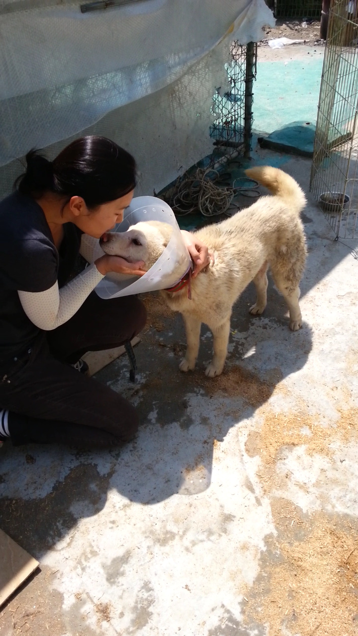 내일 (5월 31일) 안락사 예정 대형견들 (입양자를 찾습니다) | 인스티즈