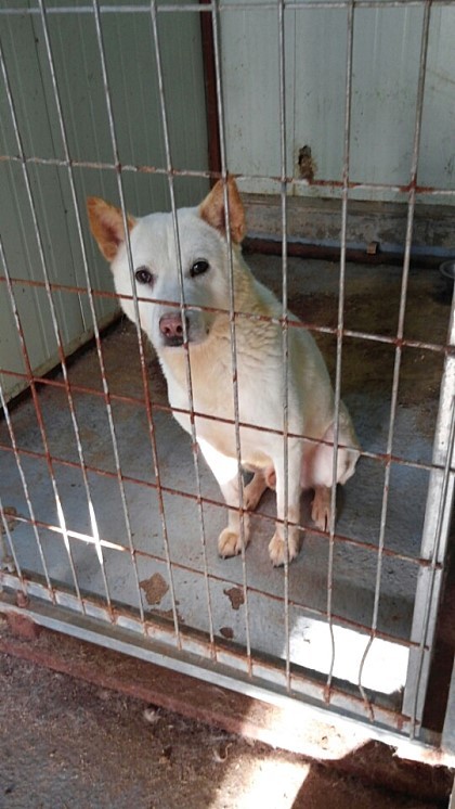 내일 (5월 31일) 안락사 예정 대형견들 (입양자를 찾습니다) | 인스티즈