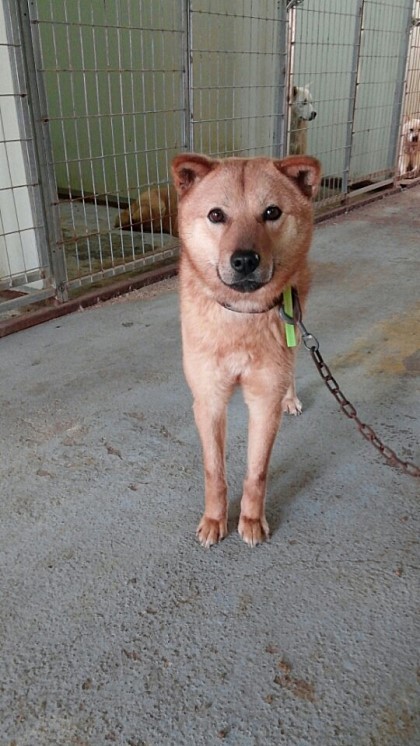 내일 (5월 31일) 안락사 예정 대형견들 (입양자를 찾습니다) | 인스티즈