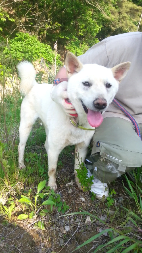 내일 (5월 31일) 안락사 예정 대형견들 (입양자를 찾습니다) | 인스티즈