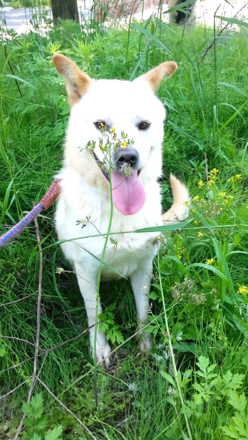 내일 (5월 31일) 안락사 예정 대형견들 (입양자를 찾습니다) | 인스티즈