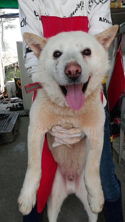 내일 (5월 31일) 안락사 예정 대형견들 (입양자를 찾습니다) | 인스티즈