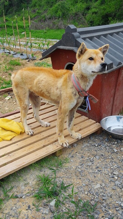 내일 (5월 31일) 안락사 예정 대형견들 (입양자를 찾습니다) | 인스티즈