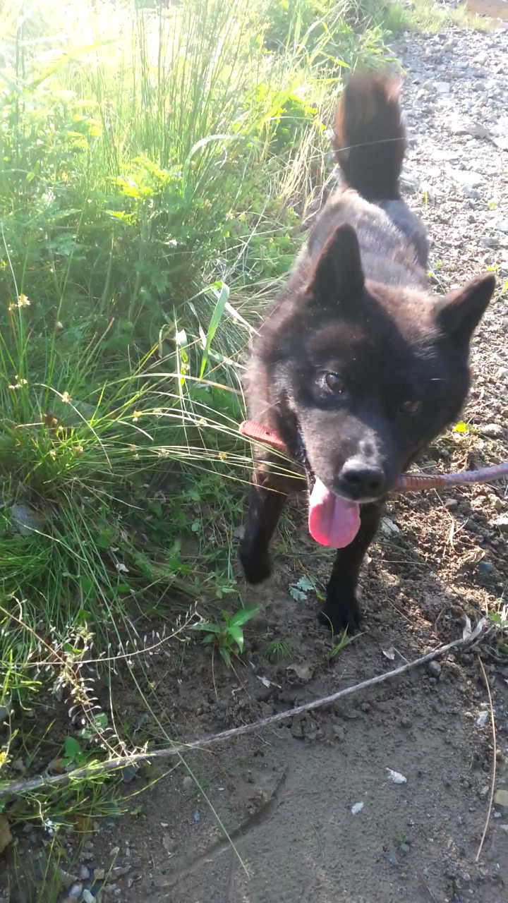 내일 (5월 31일) 안락사 예정 대형견들 (입양자를 찾습니다) | 인스티즈