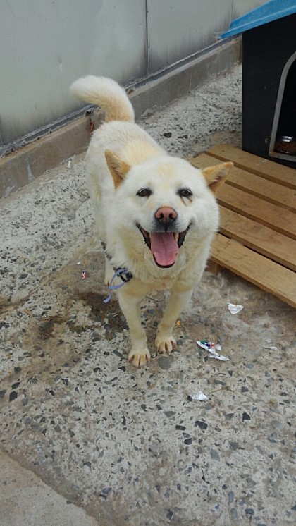 내일 (5월 31일) 안락사 예정 대형견들 (입양자를 찾습니다) | 인스티즈