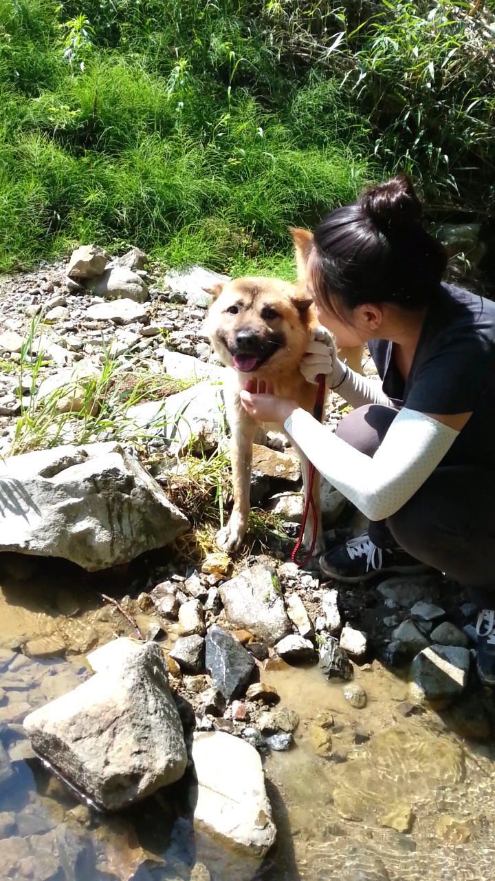 내일 (5월 31일) 안락사 예정 대형견들 (입양자를 찾습니다) | 인스티즈
