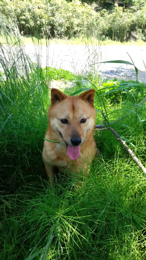 내일 (5월 31일) 안락사 예정 대형견들 (입양자를 찾습니다) | 인스티즈