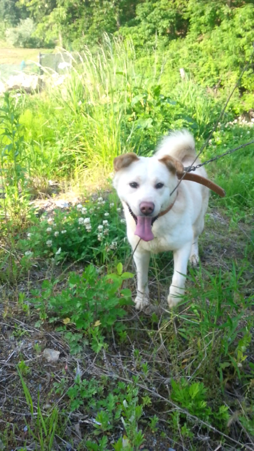 내일 (5월 31일) 안락사 예정 대형견들 (입양자를 찾습니다) | 인스티즈