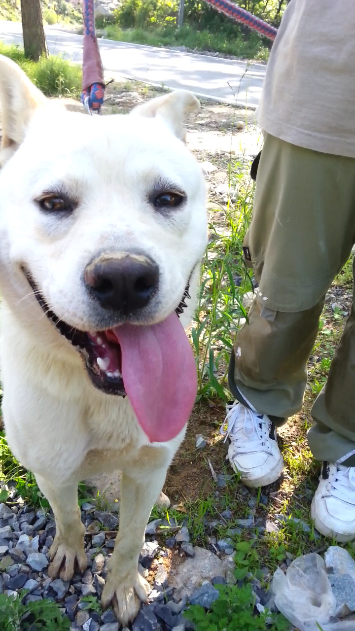 내일 (5월 31일) 안락사 예정 대형견들 (입양자를 찾습니다) | 인스티즈