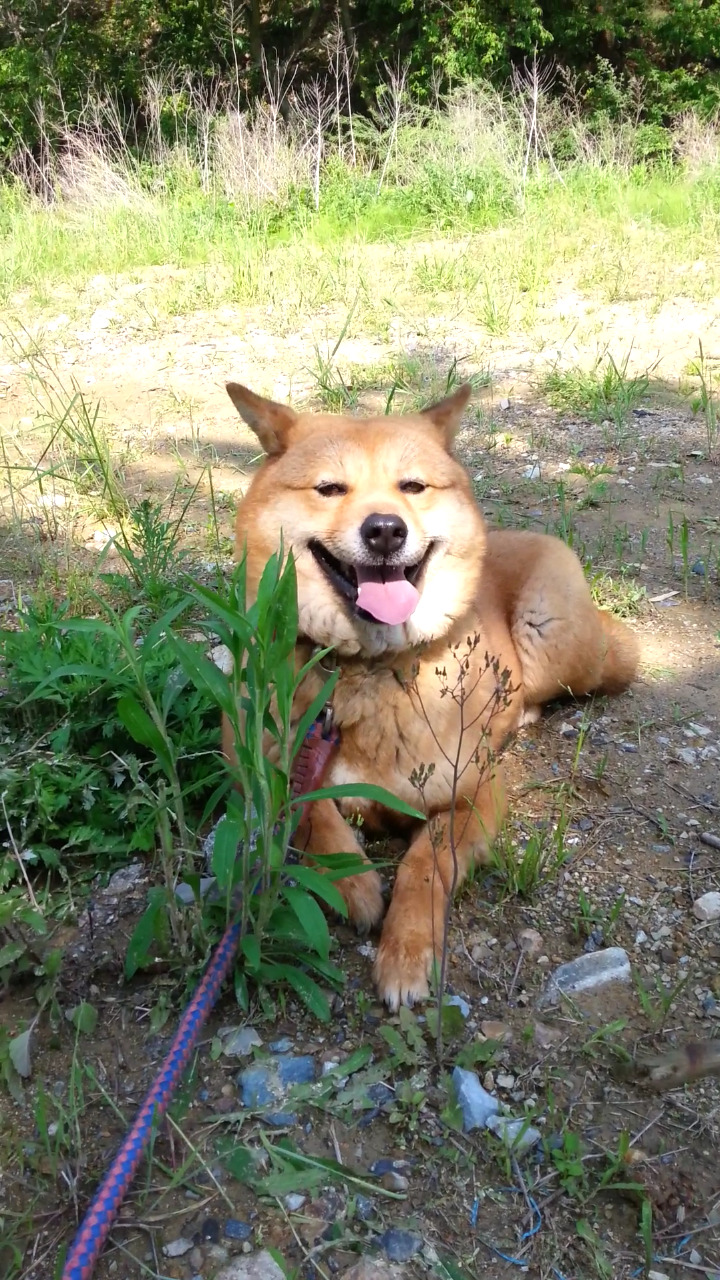 내일 (5월 31일) 안락사 예정 대형견들 (입양자를 찾습니다) | 인스티즈
