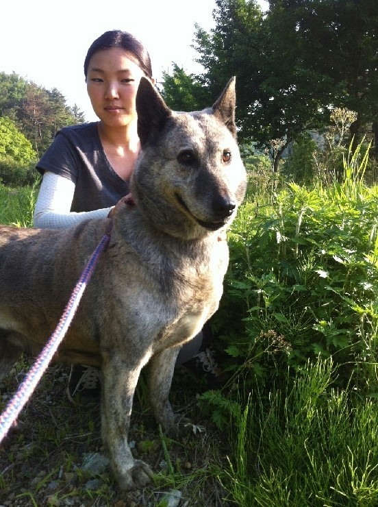내일 (5월 31일) 안락사 예정 대형견들 (입양자를 찾습니다) | 인스티즈