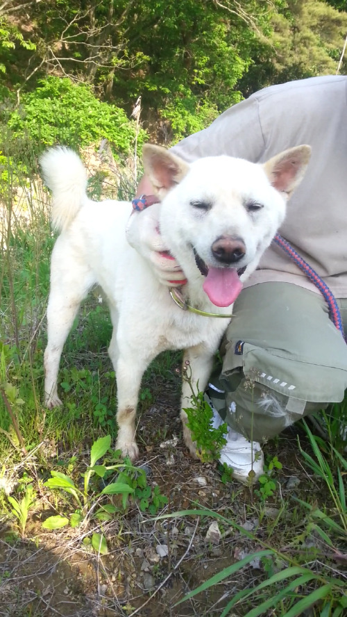 내일 (5월 31일) 안락사 예정 대형견들 (입양자를 찾습니다) | 인스티즈