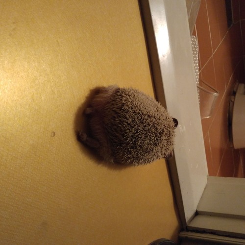 7cea867eb78a6ff737e798a213d3341d93fc534ec8538a209aae