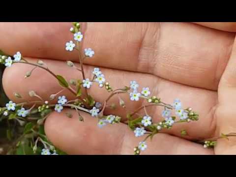 한국의 들나물 4-1.꽃마리 - YouTube
