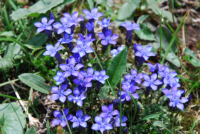 용담 꽃말, 꽃 모양에서 유래된 '  data-nummark=