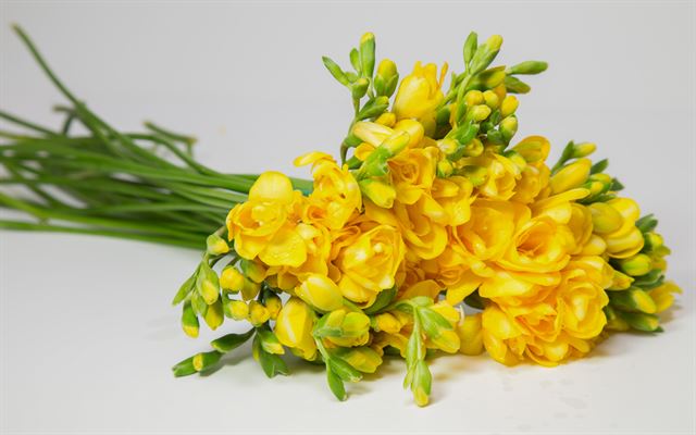 겨를] 내 장례식엔 내가 좋아하는 노란 프리지어를!