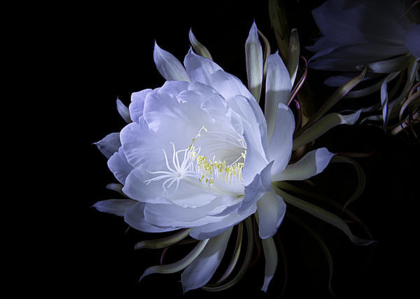 コウモリを惹きつける「月下美人（げっかびじん）」は妖しく艶やかに ...