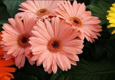 플로리스트/거베라꽃말/유통을 꼭 공부하세요/꽃바람이분다 ...