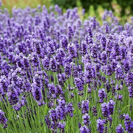 Amazon.com : Outsidepride Lavender English Plant Seed - 5000 Seeds ...