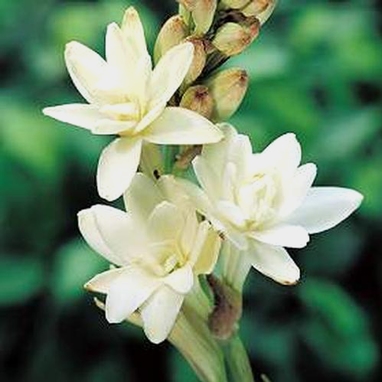 Tuberose Flower - Wholesale - Blooms By The Box