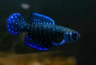 Austrolebias nigripinnis «Molino» (30+eggs) Killifish eggs | eBay