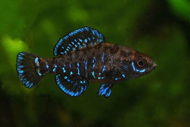 Everglades-pygmy Sunfish (Elassoma evergladei) | Tropical fish aquarium, Aquarium fish, Cool fish