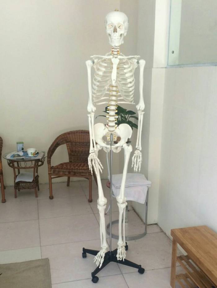 업체홍보 - 의료모형, 인체 뼈모형, 전신 골격모형, 척추 골반모형 등