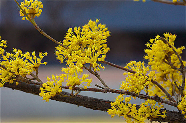 봄의 전령이며 신선이 먹는 열매, 산수유